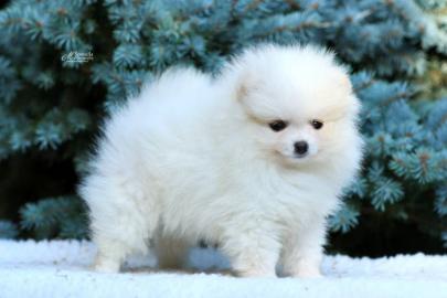 Pomeranian Reinrassige Welpen mit Pap. 
