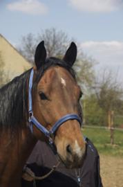 3-j�hrige QH-Stute Bay
