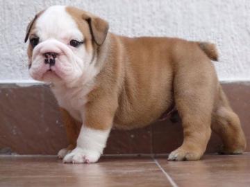 Englisch Bulldogge Welpen zu verkaufen