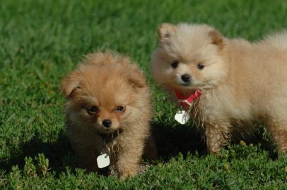 Pomeranian Welpen