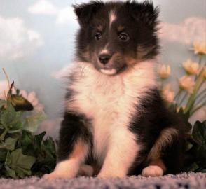 Sheltie Welpen