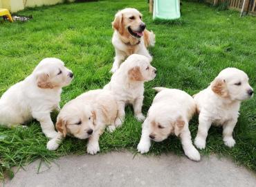 Wundersch?ner Wurf KC Golden Retriever