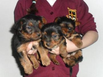 Yorki Welpen m.  Papiere z.  verk. 