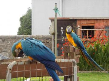 Weaned:Macaws,parrots,conures,amazons