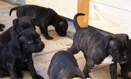 Typvolle American Staffordshire Terrier