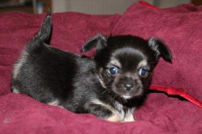 Chihuahua Welpen mit VDH Papieren. 