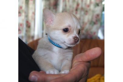 Chihuahua Welpen mit VDH Papieren. 