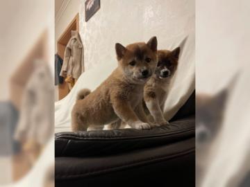 Shiba Inu Welpen
