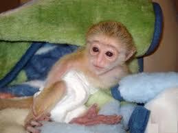 BabyAffen jetzt verf?gbar 8trfw