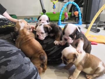Englische Bulldogge Welpen mit Papiere -
