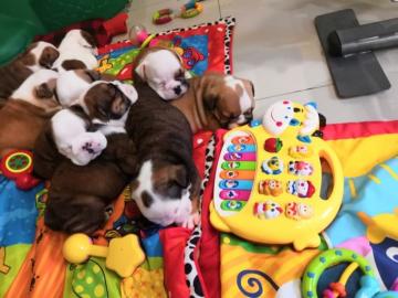Englische Bulldogge Welpen mit Papiere -