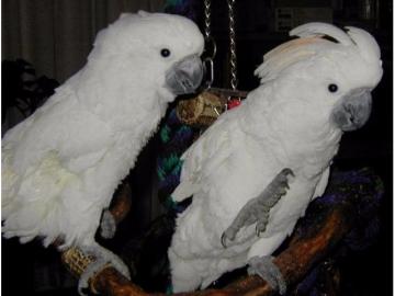 sch�ne Regenschirm Kakadus