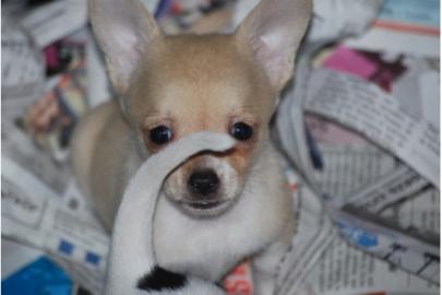 MINI-KURZHAAR CHIHUAHUA