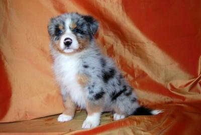 Wundersch�ne Aussie-Welpen mit ASCA Papi