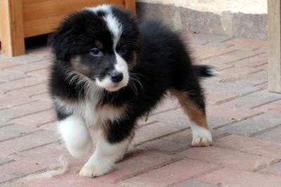 Wundersch�ne Aussie-Welpen mit ASCA Papi