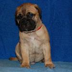 Bullmastiff  Welpen