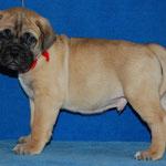 Bullmastiff  Welpen