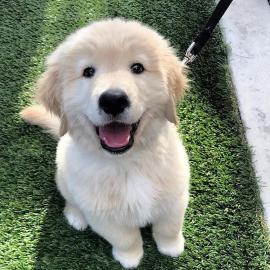 Sch�ne golden retriever-Welpen f�r die R