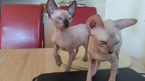 Wundersch�ne Sphynxkatzen mit Papieren