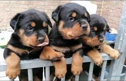 Rottweiler Welpen mit Ahnentafel