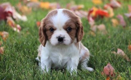 Cavalier-King-Charles Spaniel mit Papier