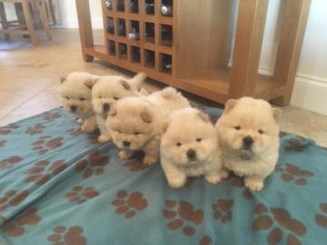 Wundersch?ne Chow Chow Welpen