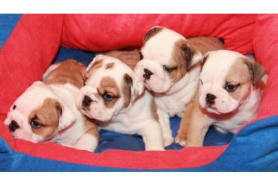Reinrassige Englische Bulldogge Welpen m