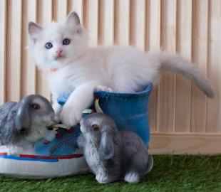 Herzallerliebste Ragdoll Kitten