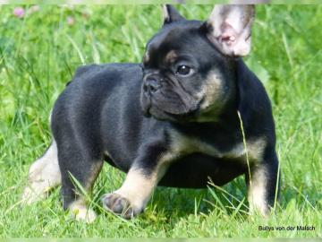Reinrassige Franz?sische Bulldogge Welpe