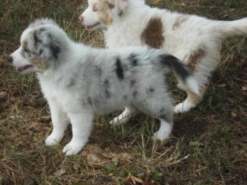 Australian Shepherd Welpen