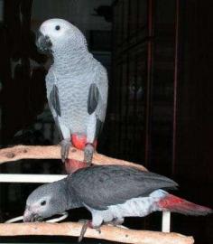 Baby Papageien und Papageien Eier zum Ve