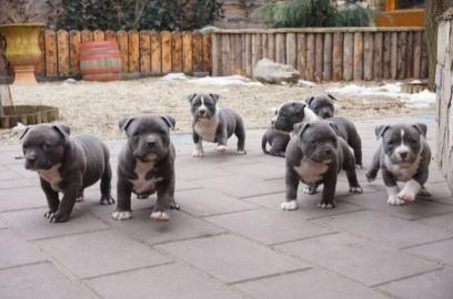 American Pitbull Terrier welpen