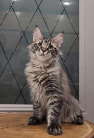 Maine-Coon-K�tzchen zu verkaufen!
