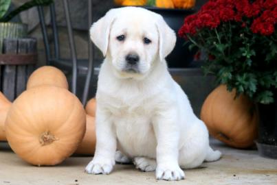 Labrador-Welpen mit Papieren