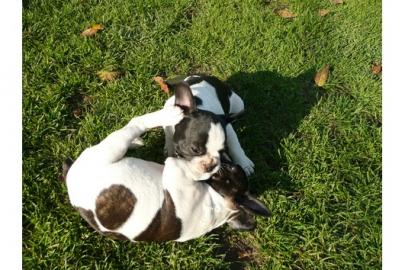 Franz�sische Bulldoggen welpen