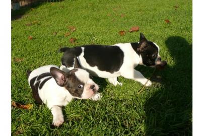 Franz�sische Bulldoggen welpen