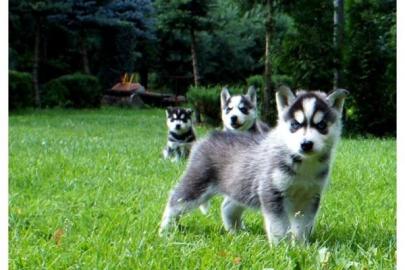 Wundersch�ne Siberian Husky Welpen
