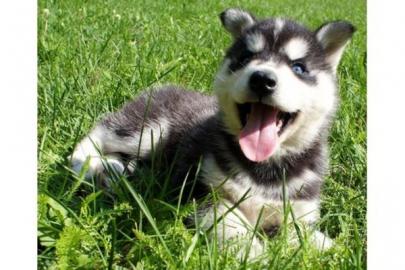 Wundersch�ne Siberian Husky Welpen