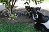Wundersch�ne Siberian Husky Welpen