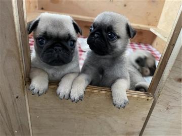 Weihnachten Mops Welpen zu Verkaufen. Wha