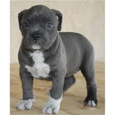 Blaue Nase Pitbull Welpen whatsapp Numme