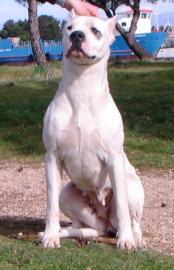 Dogo Argentino Welpen