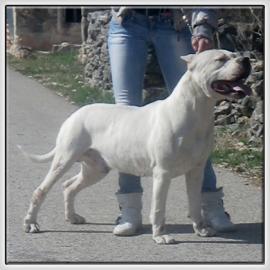Dogo Argentino Welpen