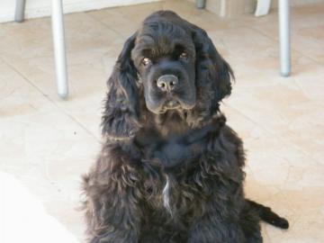 Amerikanischer Coker spaniel -Welpe