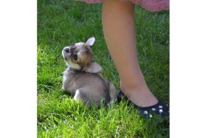 Niedliche Chihuahua welpen