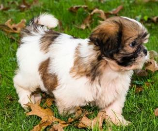 Zwei registrierte Shih Tzu-Welpen verf�g