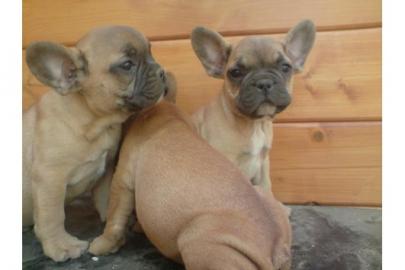 Welpen, Franz�sische Bulldogge, schwarz