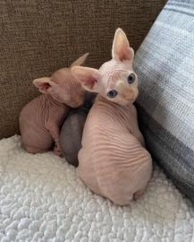 Sphynx Katzen mit Stammbaum whatsapp num
