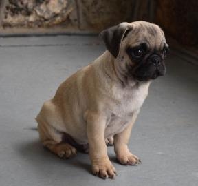 Beautiful Puy puppies