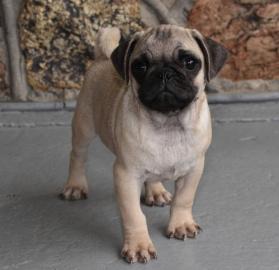 Beautiful Puy puppies